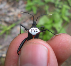 Marked Heliconia bug, Panama